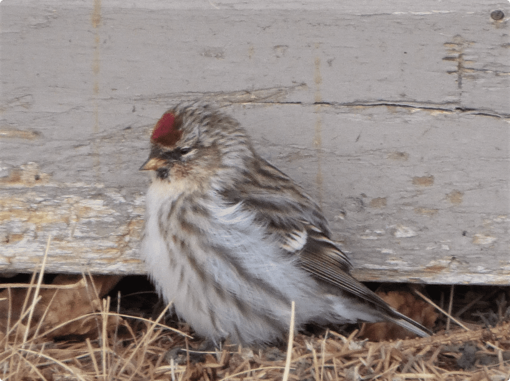 Signal Hill community