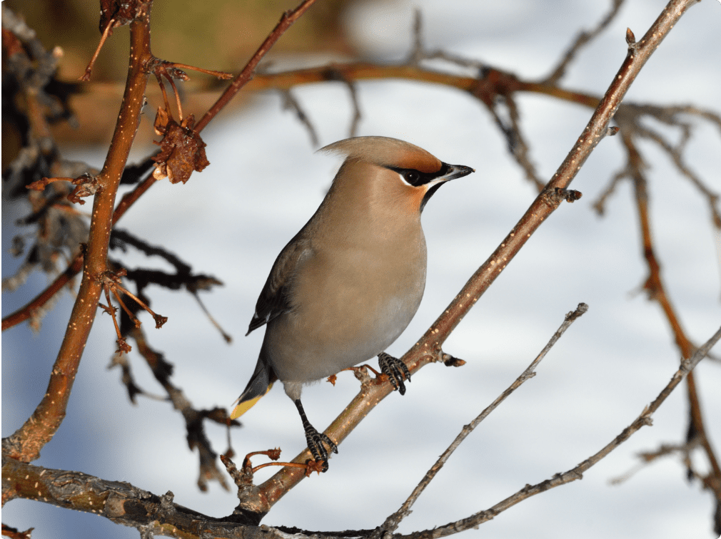 Signal Hill neighbourhood