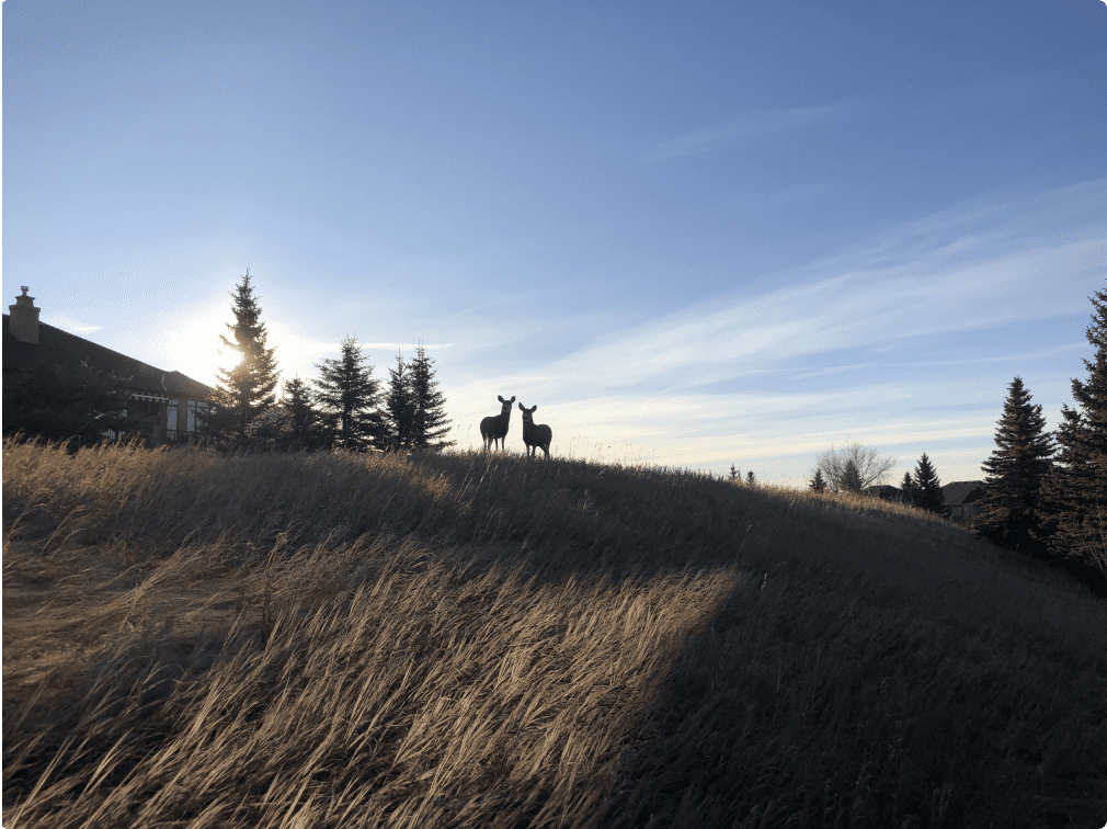 Signal Hill community