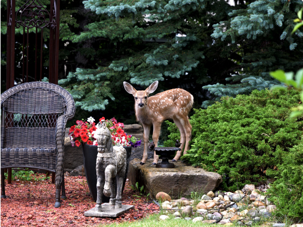 Signal Hill community